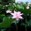ハスの花