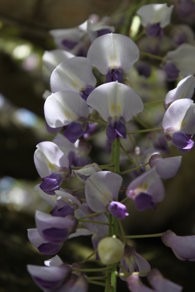 ふじをアップで