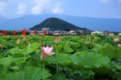 藤原京のハスの花