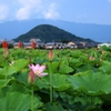 藤原京のハスの花
