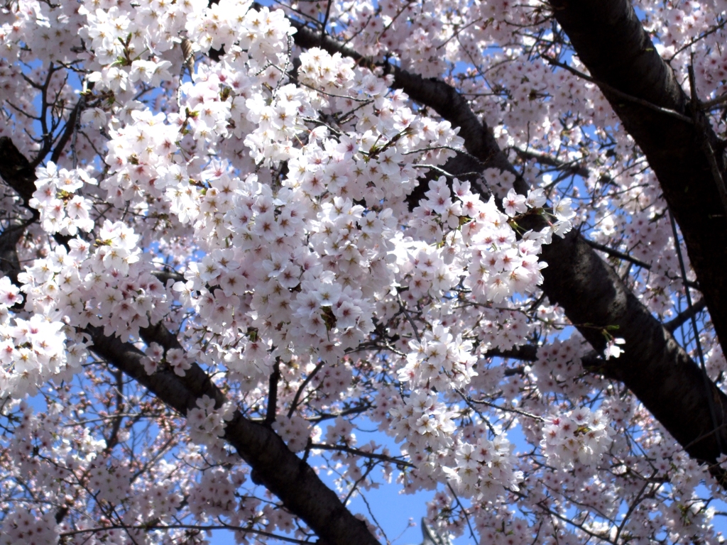 桜満開
