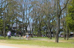 奈良公園1