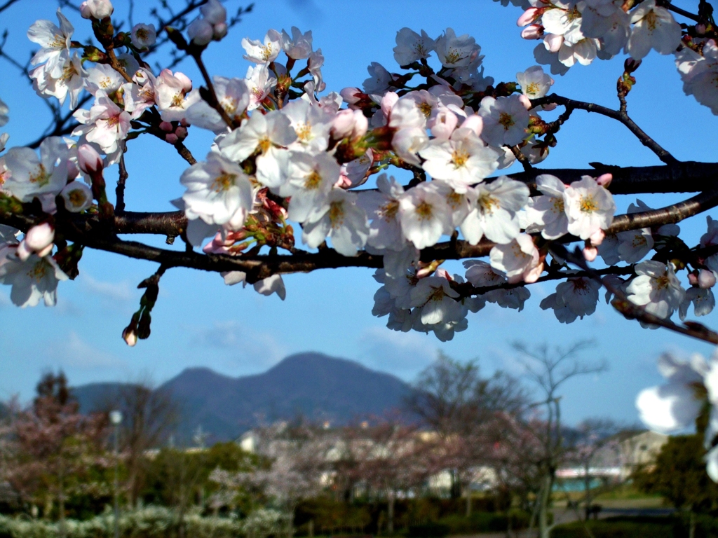 奈良県の二上山