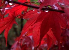紅葉　2
