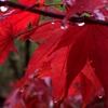 紅葉　2