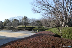 朝のラジオ体操