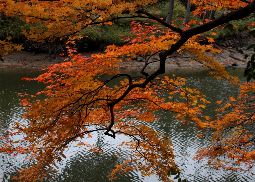 高島神社の紅葉