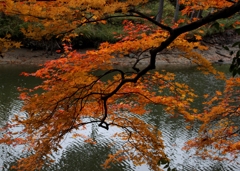 高島神社の紅葉
