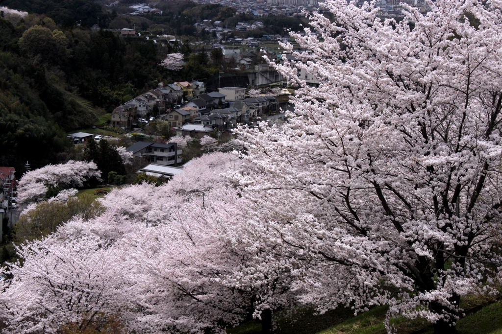 桜満開　2