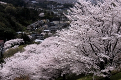 桜満開　2