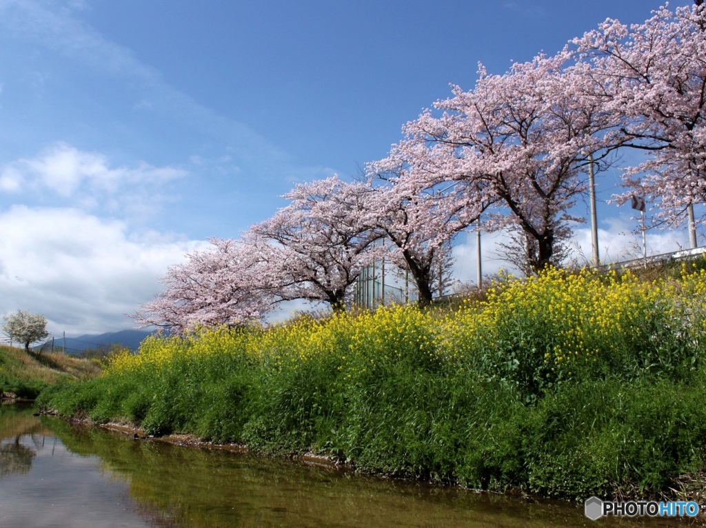 菜の花と桜