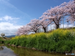 菜の花と桜