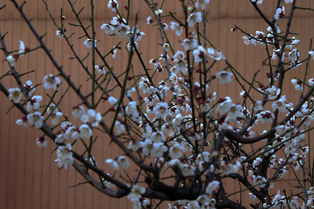 梅の花