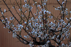 梅の花