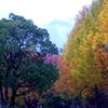 紅葉　1