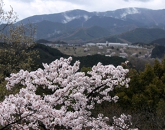 桜満開　1