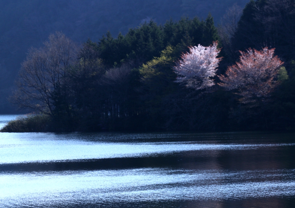 ダム湖と桜