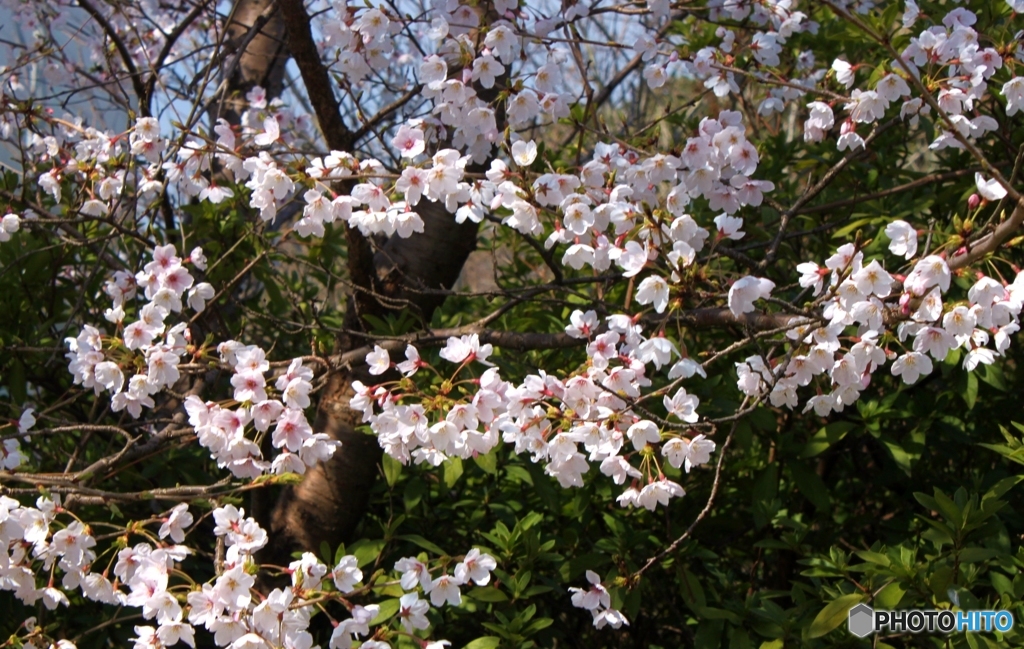 ひがんざくら4