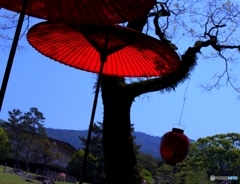 奈良公園の赤い傘