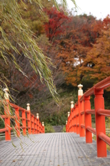 竜田川の紅葉　1