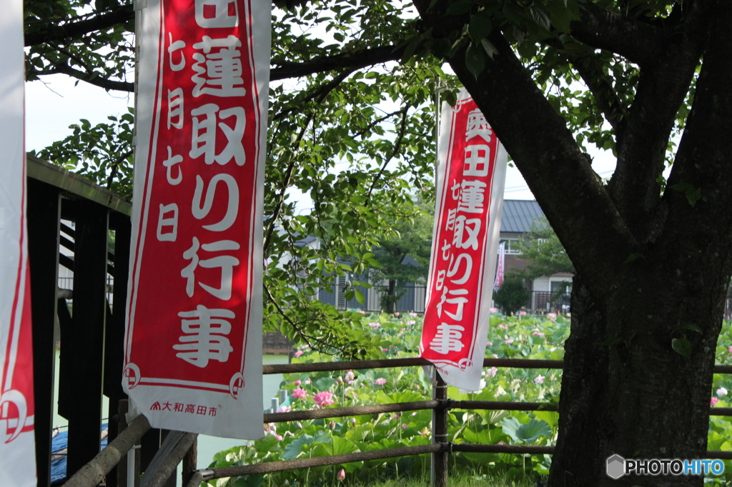 蓮取り行事