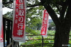 蓮取り行事