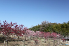 梅林