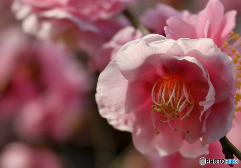 真っ赤な梅の花