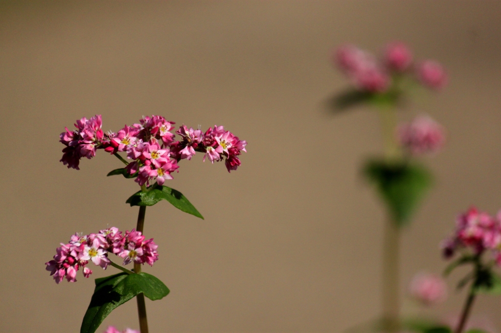 そばの花