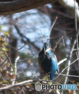 カワセミ
