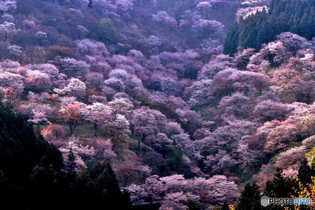 吉野山の桜
