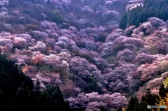 吉野山の桜