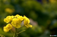 菜の花