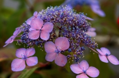 あじさいの花