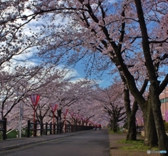 お花見