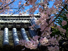 桜　2