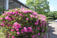 春ですね