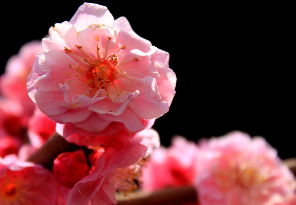 梅の花