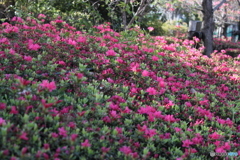 さつき1