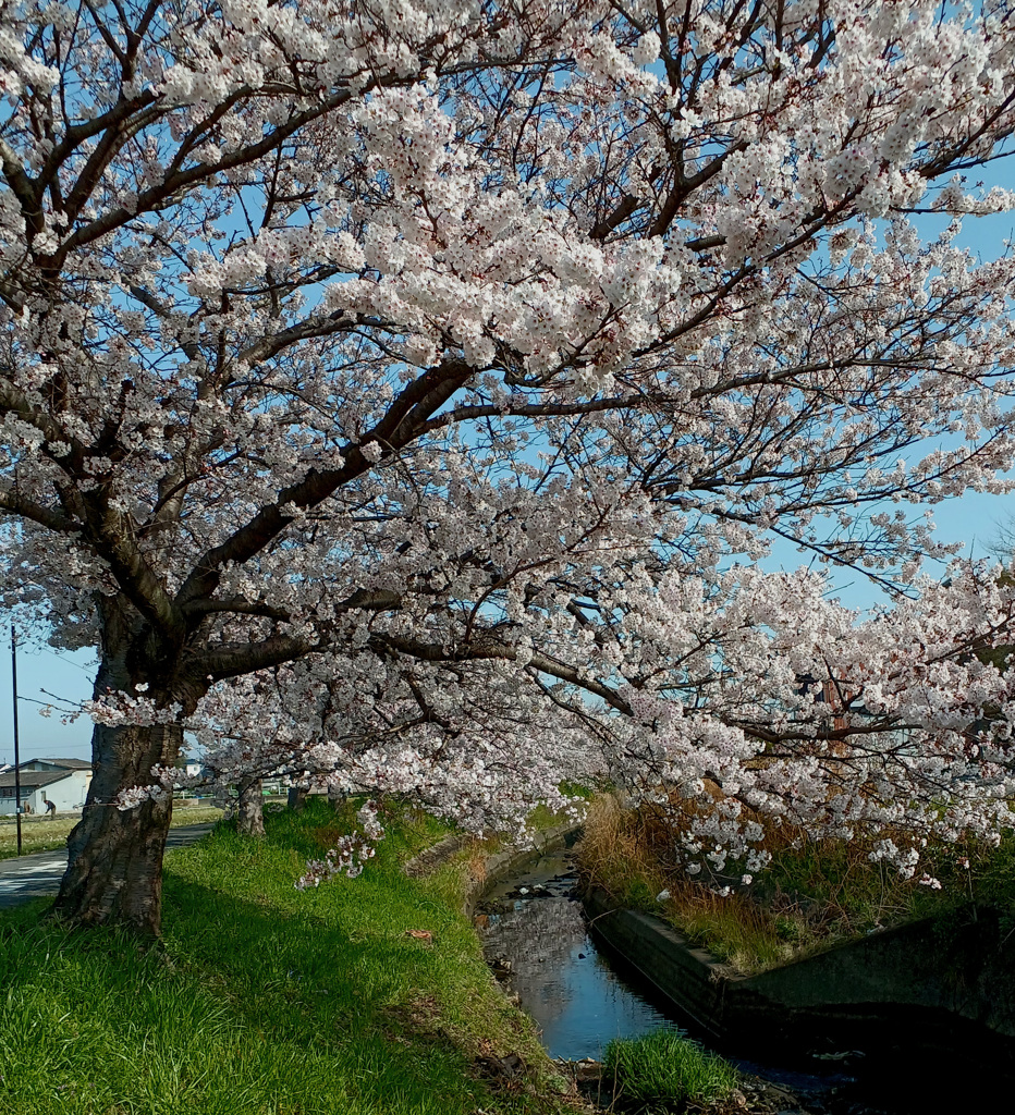 桜3
