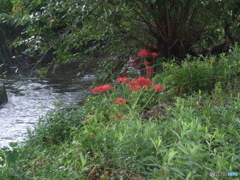彼岸花2