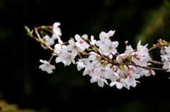 桜　4