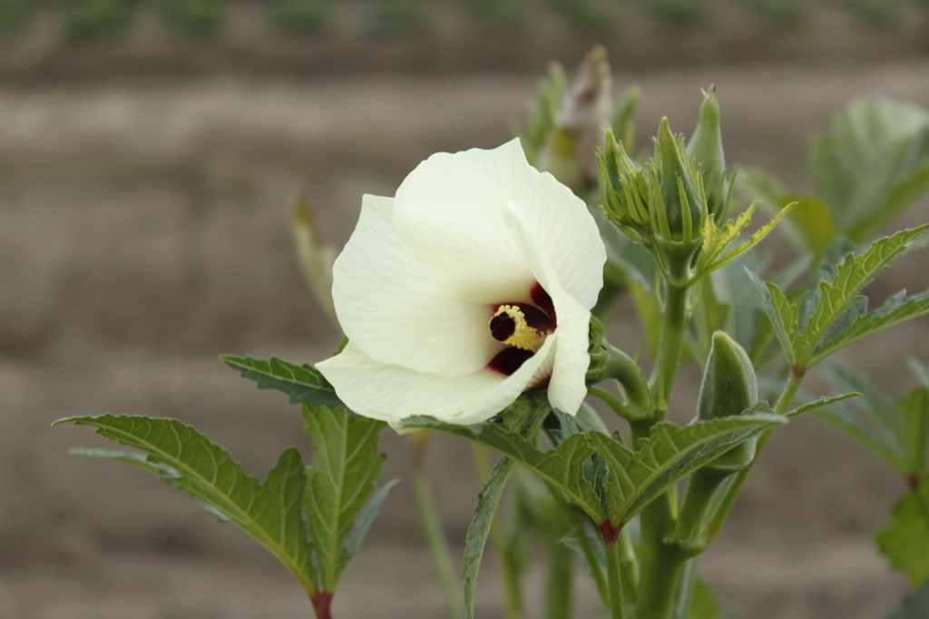 オクラの花