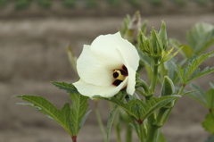 オクラの花