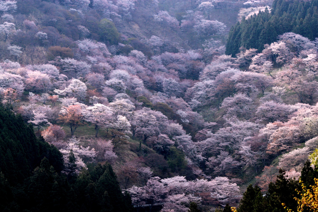 吉野山の桜　2