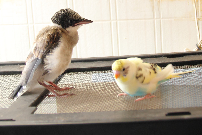 インコと仲良し