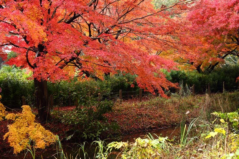 近くの公園