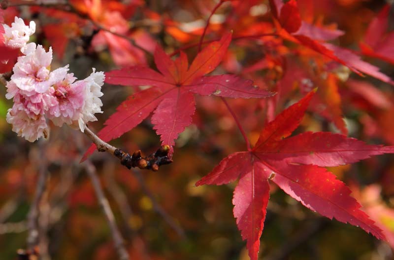 十月サクラ＆紅葉