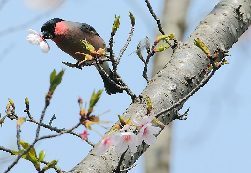 桜ウソ