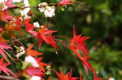 十月サクラ＆紅葉